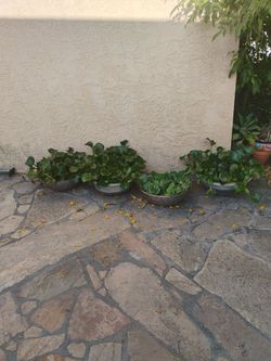 Water plants