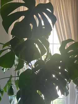 Huge green plant