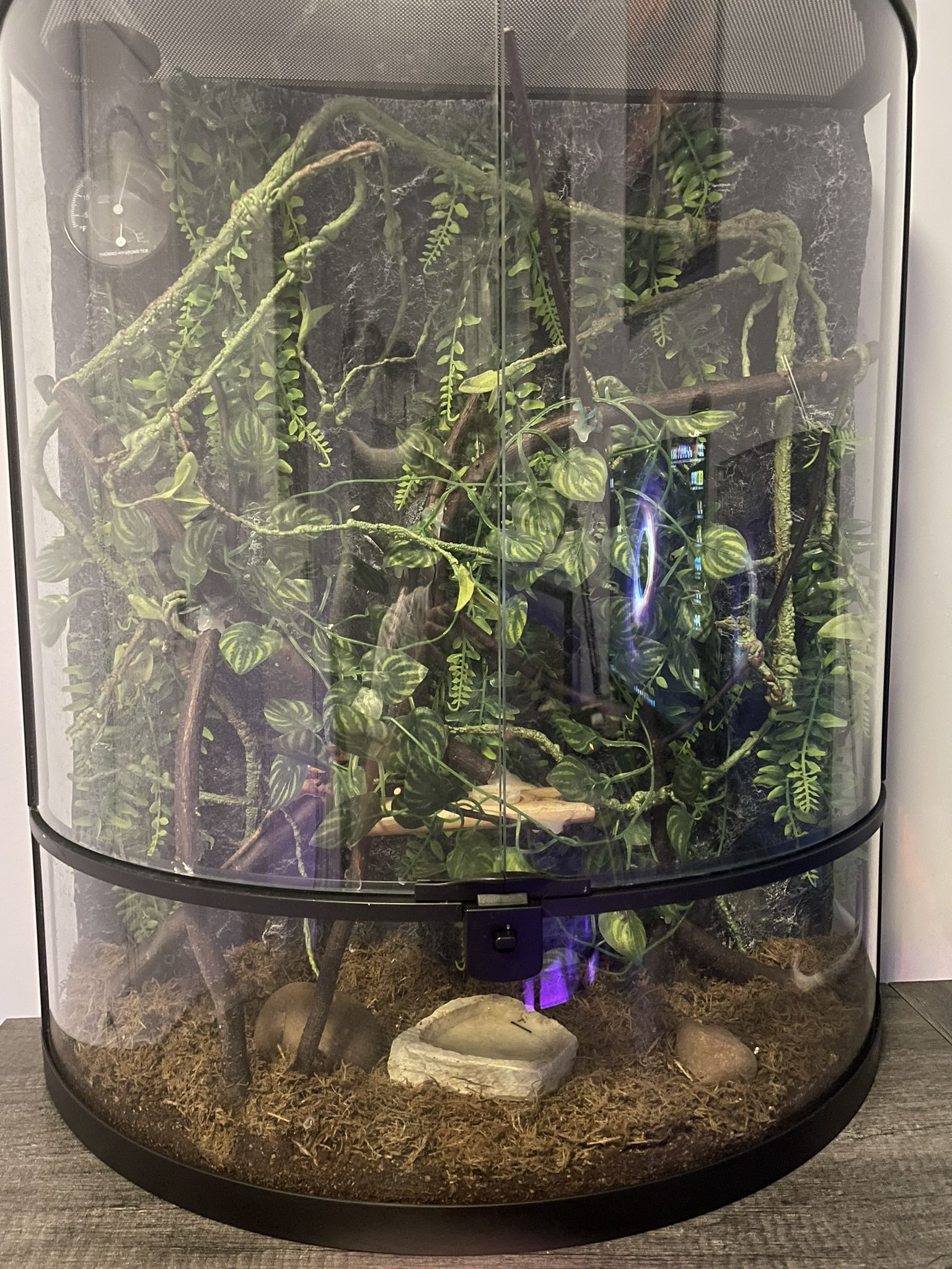 Crested Gecko Verticle Enclosure