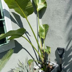 Bird Of Paradise