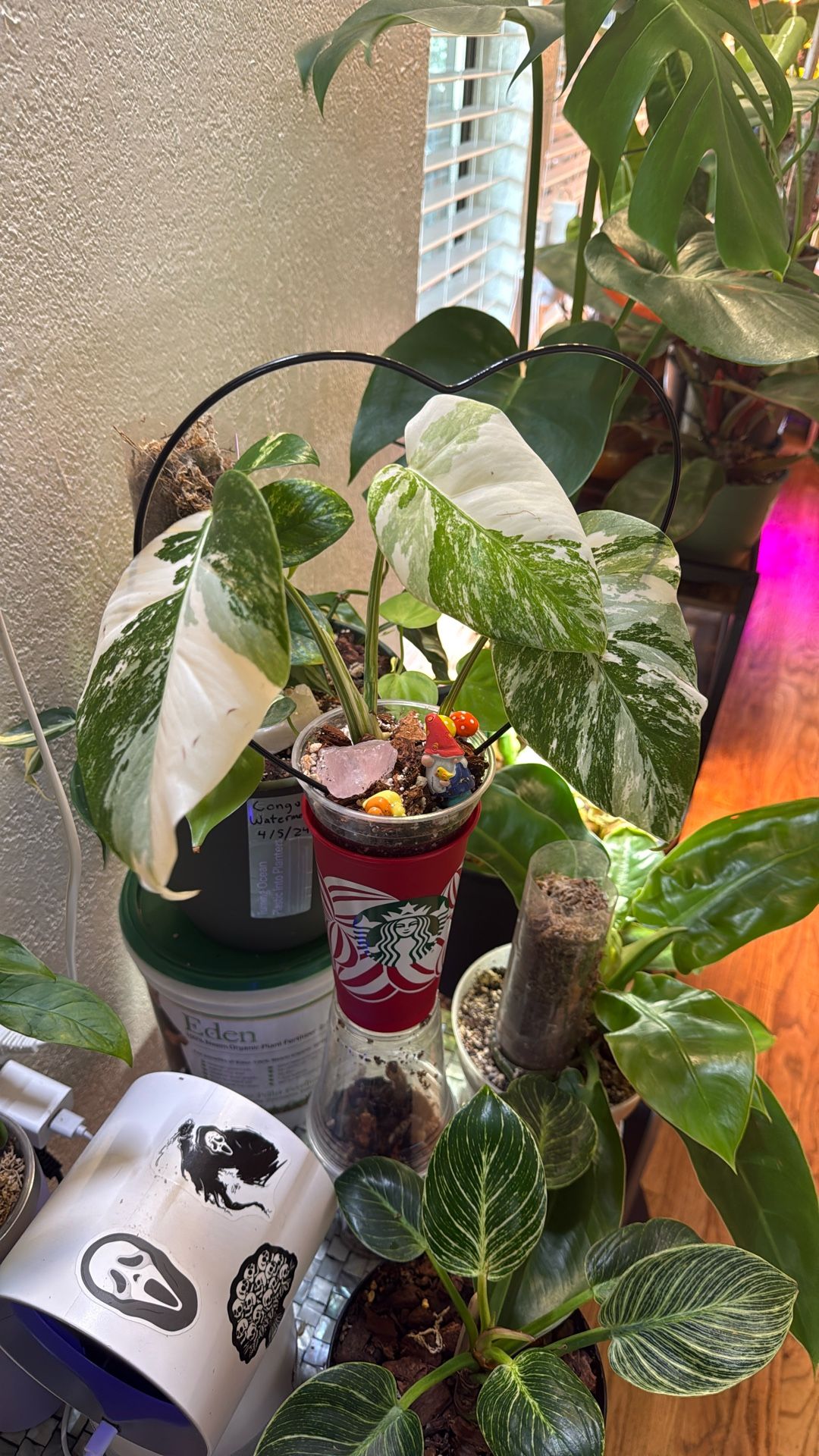 Monstera Albo (Plant Trades!)