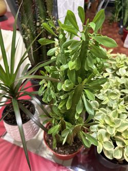 🌿Euphorbia Green Lucky 20”Tall PLANT🙏PLS READ DESCRIPTION🩷