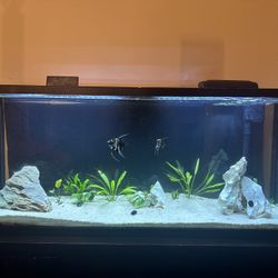 55 Gallon Aquarium Angel Fish Tank