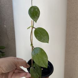 Hoya Heart Leaf Parasitica Plant 