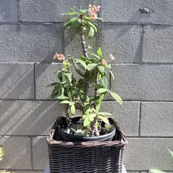 Succulent Crown Of Thorn Orange