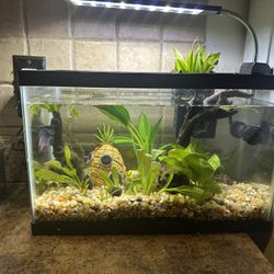 Fish Tanks