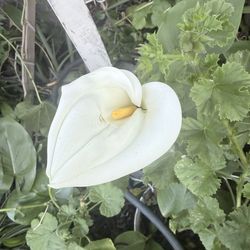 Alcatraz plant flower