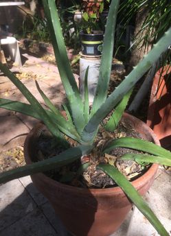 Aloe Vera plants Plantas de sávila