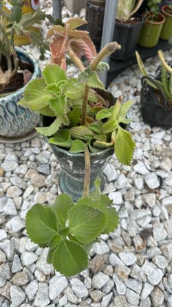 Manila oregano plants