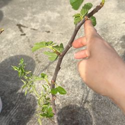 Brown Turkey Fig Tree 2’tall 