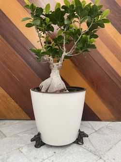 Horse - Pot Risers