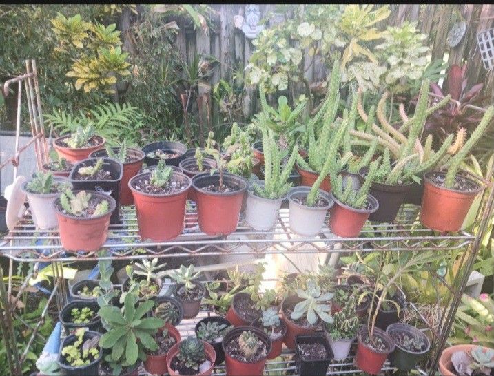 Cacti And Succulents