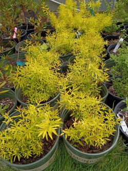 Spirea Ogon