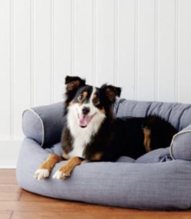 Just Purchased Designer premium Dog Bed