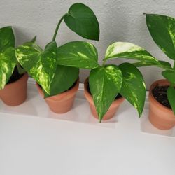 Lots of Pothos -- Yellow and Regular -- In IKEA pots -- $3.99 Each.