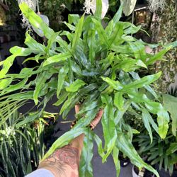 6” Fern ‘Kangaroo Paw’ $27.99💚🖤💚