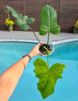 Philodendron Mottled Dragon Variegated