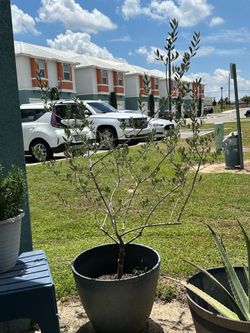 Olive tree