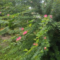 Fluffy Flowers Plant All Year Around Planted In Pot No Shipping