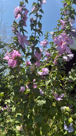 Sharon rose hibiscus plant