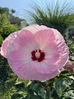 Hibiscus