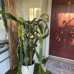 Epiphyllum 