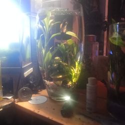 Custom Nano Betta Aquirums
