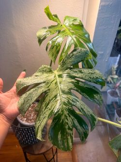 Monstera Vietcosa
