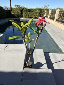Plumeria
