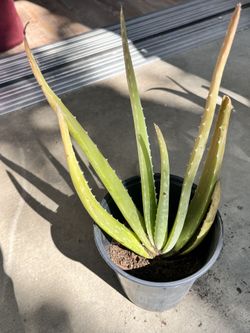 Aloe Vera Plant