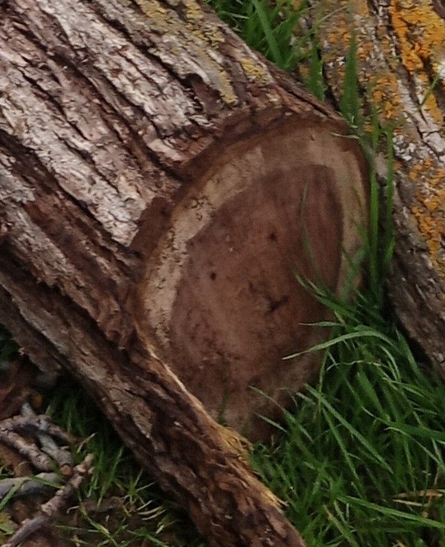 Black Walnut Slices Rare