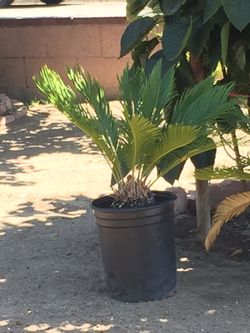 Sago Palm