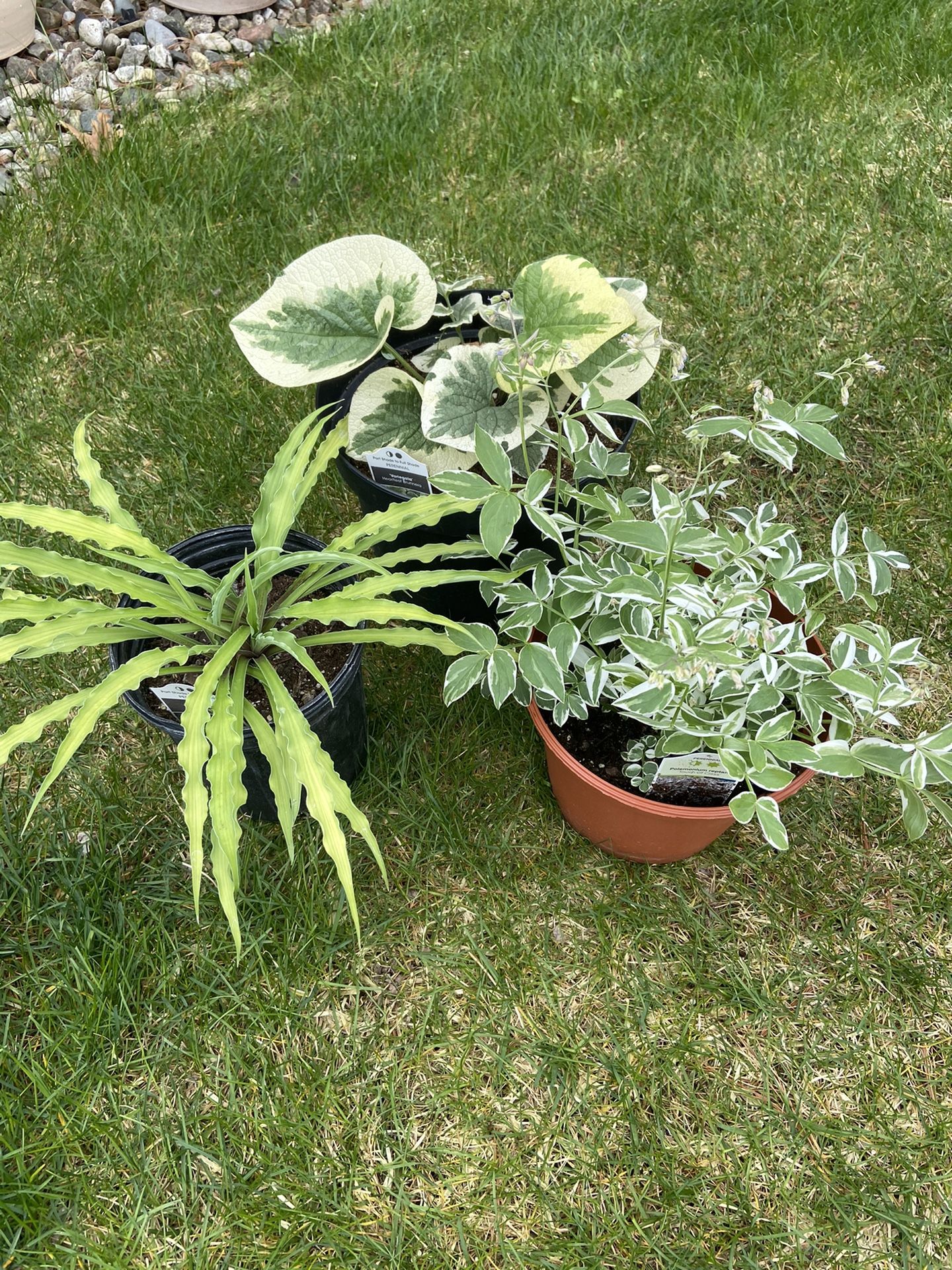 Perennial Combo