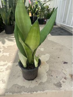 Moon shine snake plant there are 4 babies