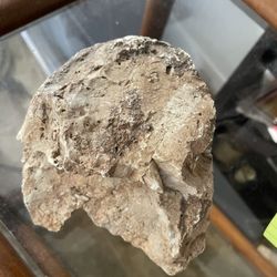 260 Million Old Fossil 