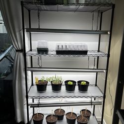 Two Barrina Growing Rack 