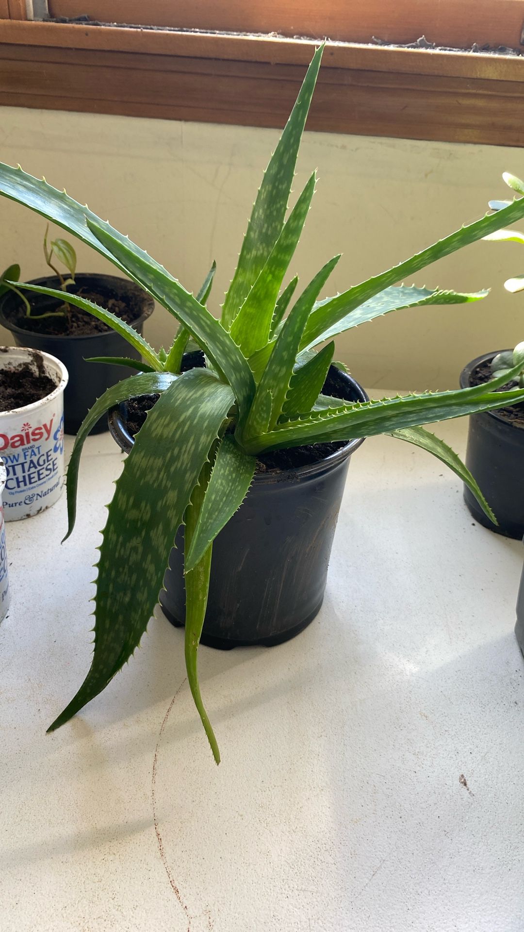 Aloe Plants
