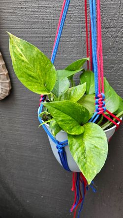 Celebrate The United States of America 250th birthday with a beautiful plant