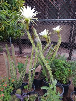 Cactus