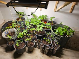 Live Plant Seedlings Lot – Various Sizes