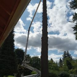 Fresh Cut Douglas Fir Trees