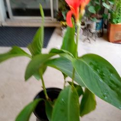 Lilis  rojos tiene ,,,4 plantitas