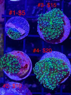 Canvas Soft Coral Display Frame 4x6