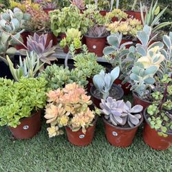Variety Of Succulents Plants 