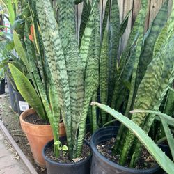 Snake Plants