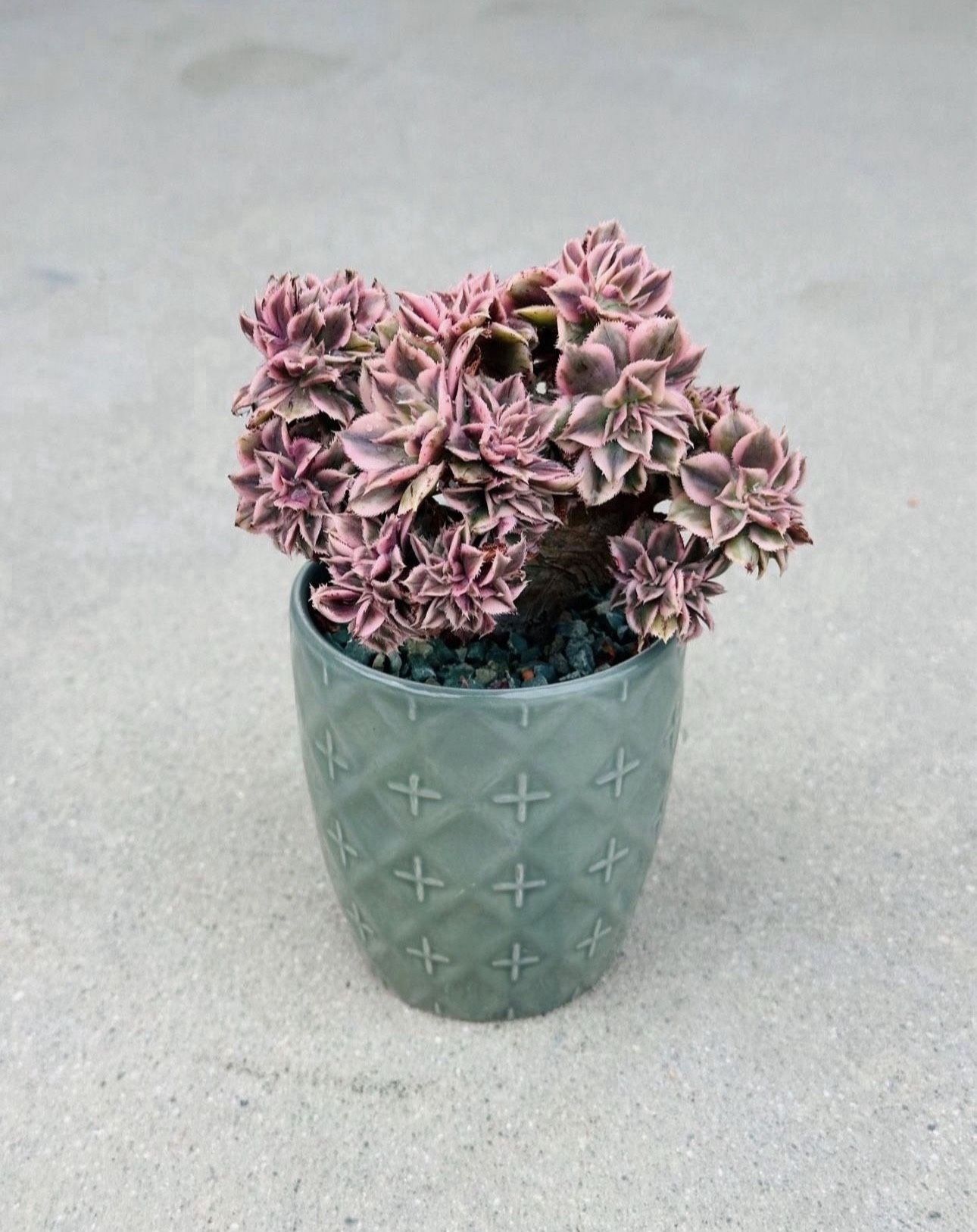 Succulents plants 🪴