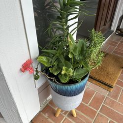 Beautiful Sebaceous Plants With Stand And Pot