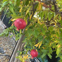organic pomegranate