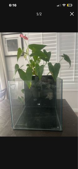 6 gallon frameless cube tank  no top
