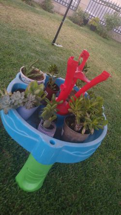 Plants